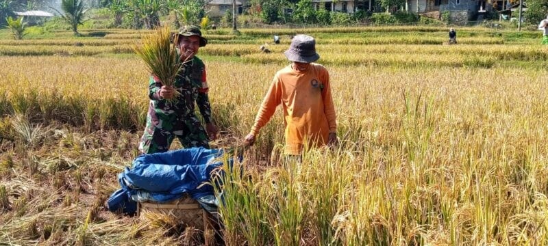 Babinsa Koramil 2204/Cikidang Dampingi Sergab Panen Raya Tahap II di Desa Tamansari 1 Babinsa Koramil 2204/Cikidang Dampingi Sergab Panen Raya Tahap II di Desa Tamansari