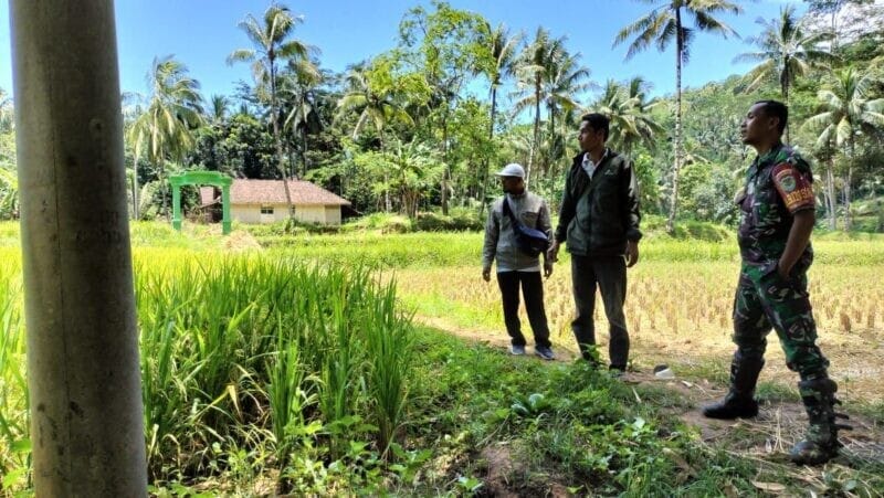 Babinsa Mekarjaya Dampingi Kegiatan Ketahanan Pangan Bersama PPL dan Poktan 1 Babinsa Mekarjaya Dampingi Kegiatan Ketahanan Pangan Bersama PPL dan Poktan