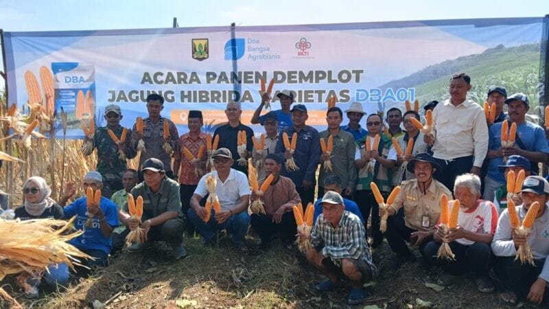 BABINSA KORAMIL 2214/SURADE DAMPINGI PANEN DEMPLOT JAGUNG HIBRIDA DI DESA PURWASEDAR 1 BABINSA KORAMIL 2214/SURADE DAMPINGI PANEN DEMPLOT JAGUNG HIBRIDA DI DESA PURWASEDAR