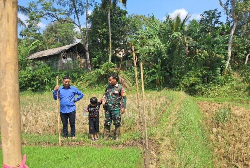 Babinsa Koramil 2207/Jampangtengah Dampingi Kegiatan Ketahanan Pangan Padi di Desa Sindangresmi 1 Babinsa Koramil 2207/Jampangtengah Dampingi Kegiatan Ketahanan Pangan Padi di Desa Sindangresmi