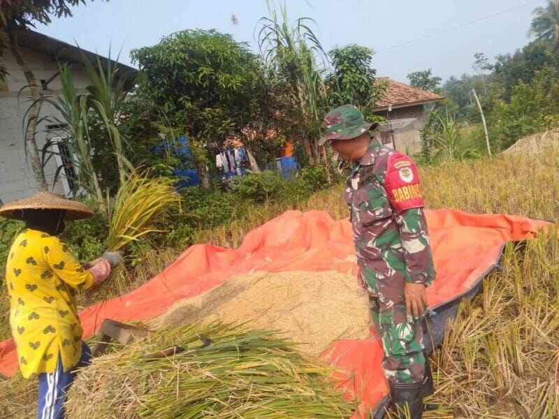 BABINSA KORAMIL 2214/SURADE DAMPINGI PETANI PANEN PADI DI DESA SUKAMUKTI 1 BABINSA KORAMIL 2214/SURADE DAMPINGI PETANI PANEN PADI DI DESA SUKAMUKTI