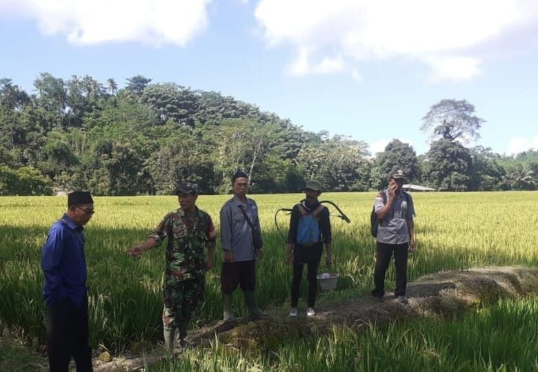 Babinsa Sumberjaya Bersama PPL Dampingi Kelompok Tani Wujudkan Ketahanan Pangan 1 Babinsa Sumberjaya Bersama PPL Dampingi Kelompok Tani Wujudkan Ketahanan Pangan