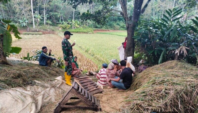 Babinsa Koramil 2209/Lengkong Dampingi Ketahanan Pangan di Desa Tegallega 1 Babinsa Koramil 2209/Lengkong Dampingi Ketahanan Pangan di Desa Tegallega