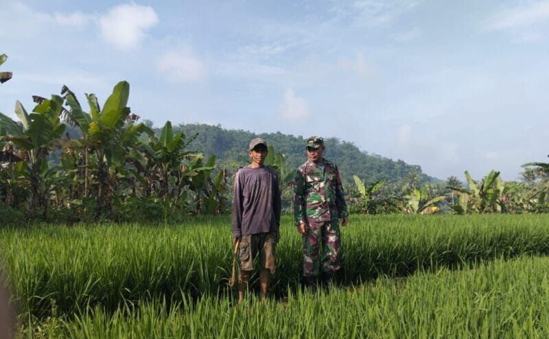Babinsa Cimaja Dampingi Kelompok Tani Wujudkan Ketahanan Pangan di Wilayah Binaan 1 Babinsa Cimaja Dampingi Kelompok Tani Wujudkan Ketahanan Pangan di Wilayah Binaan