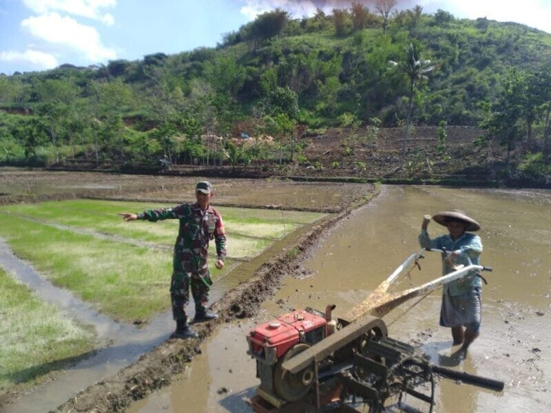 Babinsa Koramil 2207/Jampangtengah Dampingi Kegiatan Ketahanan Pangan Bersama Poktan Ridho Manah 11