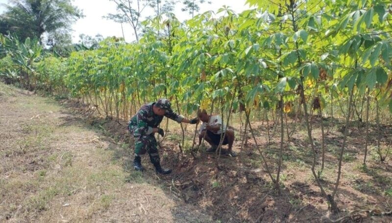 Babinsa Koramil 2209/Lengkong Dampingi Poktan Subur Tani Perkuat Ketahanan Pangan 9