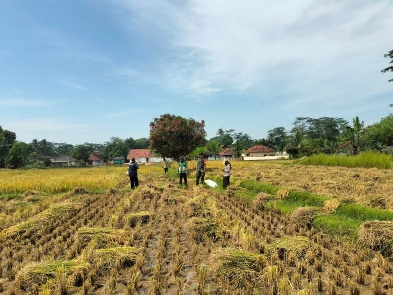 Babinsa Koramil 2213/Jampangkulon Dampingi Kelompok Tani Perkuat Ketahanan Pangan di Desa Cimanggu 4