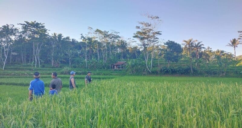 Babinsa Koramil 2211/Sagaranten Dampingi Poktan Wujudkan Ketahanan Pangan di Desa Bojongtugu 11