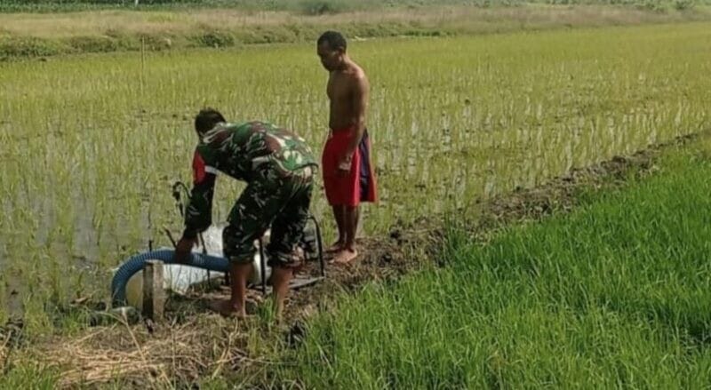 Babinsa Desa Rambay Bersama PPL Dampingi Kelompok Tani dalam Kegiatan Ketahanan Pangan 5