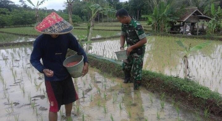 Babinsa Koramil 2207/Jampangtengah Dampingi Kegiatan Hanpangan Padi di Desa Panumbangan 1 Babinsa Koramil 2207/Jampangtengah Dampingi Kegiatan Hanpangan Padi di Desa Panumbangan
